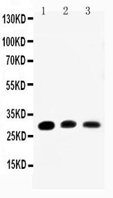 Anti-Aquaporin 1 Polyclonal Antibody