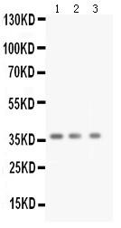 Anti-BDNF Polyclonal Antibody