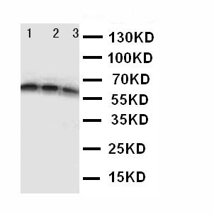 Anti-CD40 Polyclonal Antibody