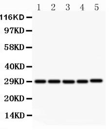 Anti-CD40L Polyclonal Antibody