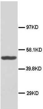 Anti-Hsp40 Polyclonal Antibody(Discontinued)