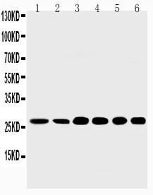 Anti-Sonic Hedgehog Polyclonal Antibody