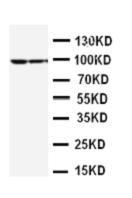 Anti-STAT1 Polyclonal Antibody