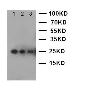 Anti-VEGF Polyclonal Antibody