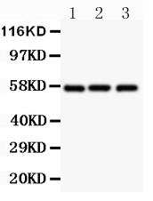 Polyclonal Antibody to Anti-Glut1 Antibody(Discontinued)