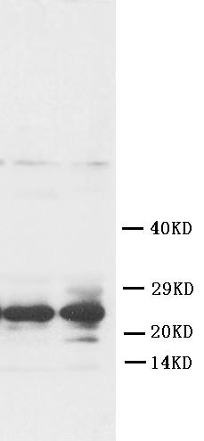 Anti-FGF8 Polyclonal Antibody