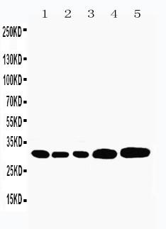 Anti-Caspase-3 Polyclonal Antibody