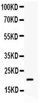 Anti-BCL2L2 Polyclonal Antibody