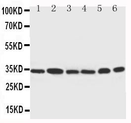 Anti-Cdk4 Polyclonal Antibody