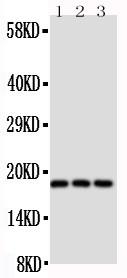 Anti-CD90/Thy1 Polyclonal Antibody