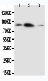 Anti-APLP2 Polyclonal Antibody