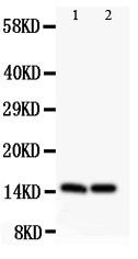 Polyclonal Antibody to Anti-HOXA1 Antibody(Discontinued)