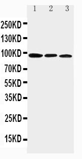 Polyclonal Antibody to Anti-AHR Antibody