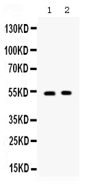 Polyclonal Antibody to CD134/OX40/TNFRSF4