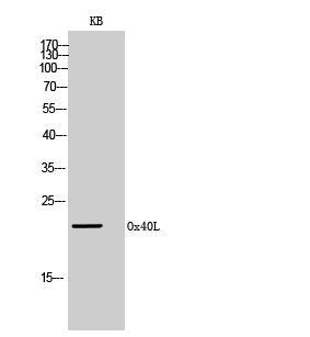 Polyclonal Antibody to Ox40L(Discontinued)