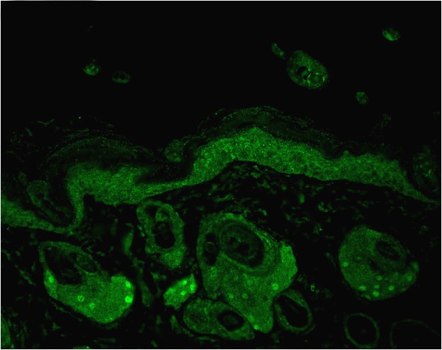 Anti-HSP70/HSC70 Monoclonal Antibody (Clone : N27F3-4)