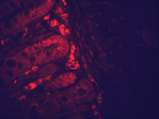 Anti-HSP90 Monoclonal Antibody (Clone : H9010) - Streptavidin(Discontinued)