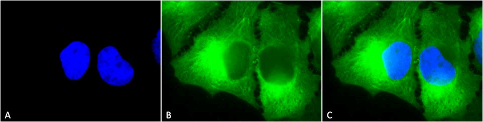 Anti-Hsp90 complex Monoclonal Antibody (Clone : 8D3)(Discontinued)