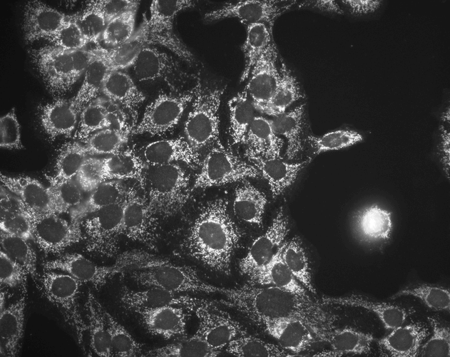 Anti-HSP60 Monoclonal Antibody (Clone : LK1) ATTO 390