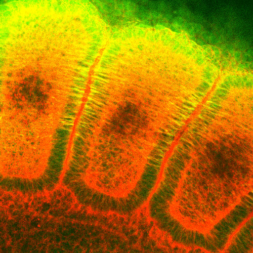 Anti-HSP27 Monoclonal Antibody (Clone : 8A7) - ATTO 390