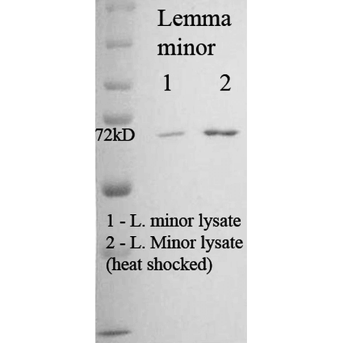 Anti-HSP70/HSC70 (Plant) Monoclonal Antibody (Clone : 5G1-95) - Streptavidin(Discontinued)