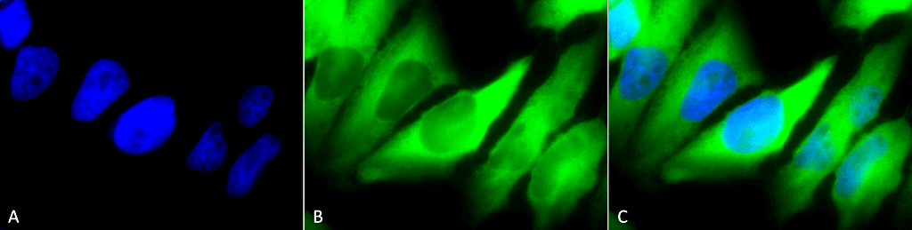 Anti-HSP90 alpha/beta Monoclonal Antibody (Clone : Hyb-K41220A)