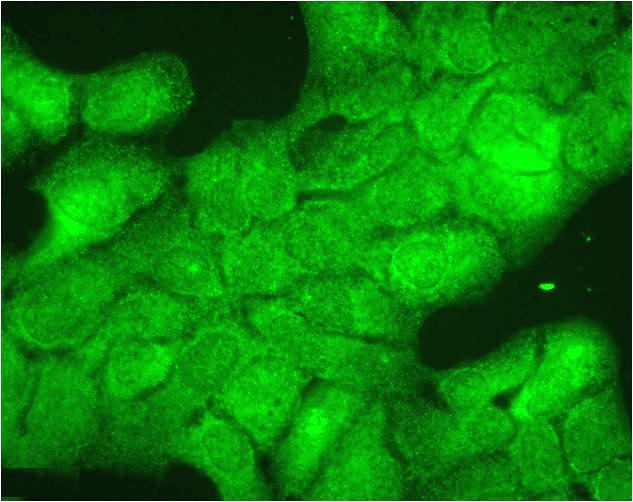 Anti-HSP40, Hdj1 Monoclonal Antibody (Clone : 3B9.E6) - Streptavidin(Discontinued)