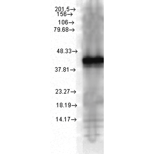 Anti-HSP40, YDJ1 Monoclonal Antibody (Clone : 1G10.H8) - ATTO 565(Discontinued)