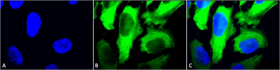 Anti-HSP27 Monoclonal Antibody (Clone : 5D12-A12) - ATTO 390