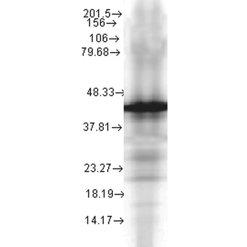 Anti-HSP40, YDJ1 Monoclonal Antibody (Clone : 2A7.H6) - ATTO 594