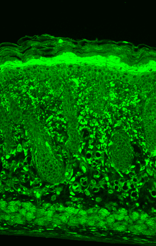 Anti-HSP22 Monoclonal Antibody (Clone : 3C12-H11) - ATTO 390