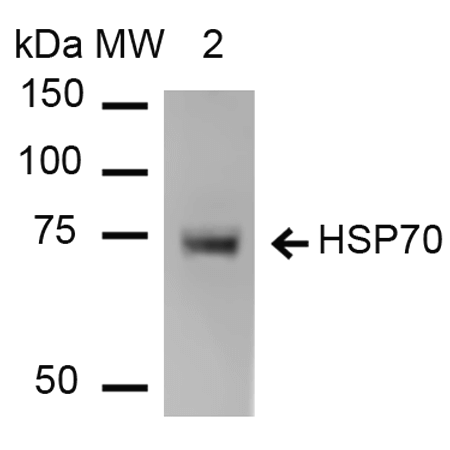 Anti-HSP70 Monoclonal Antibody (Clone : 1H11) - ATTO 390