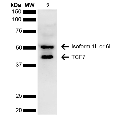 Anti-TCF7/TCF1 Polyclonal Antibody(Discontinued)