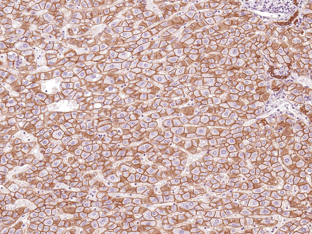 Anti-N-cadherin Monoclonal Antibody (Clone:IHC636)(Discontinued)