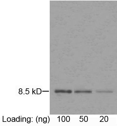 Mouse Monoclonal Antibody to IL-8 (Clone : 3B1C10)(Discontinued)