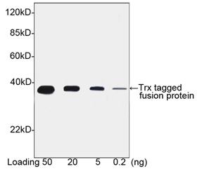 Goat Polyclonal Antibody to Trx-tag(Discontinued)