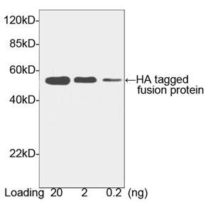 HRP conjugated Goat Polyclonal Antibody to HA-tag(Discontinued)