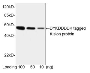 Rabbit Polyclonal Antibody to DYKDDDDK-tag