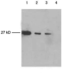 Mouse Monoclonal Antibody to cGFP-tag (Clone : 5E5G11)