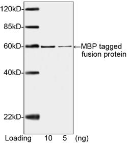 Mouse Monoclonal Antibody to MBP-tag (Clone : 5B10B11) (Discontinued)