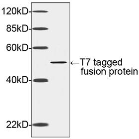 Rabbit Polyclonal Antibody to T7-tag (Discontinued)