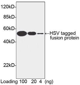 Rabbit Polyclonal Antibody to HSV-tag(Discontinued)