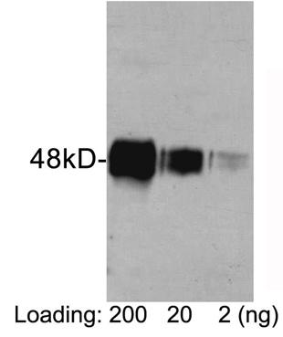 Rabbit Polyclonal Antibody to HAT-tag(Discontinued)