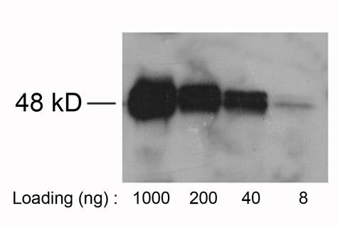 Rabbit Polyclonal Antibody to Avi-tag