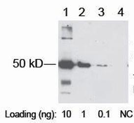 Rabbit Polyclonal Antibody to DDDDK-tag  (Discontinued)