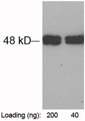 Rabbit Polyclonal Antibody to Tag-100-tag(Discontinued)