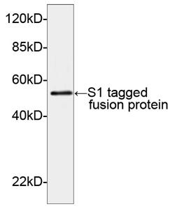 Rabbit Polyclonal Antibody to S1-tag