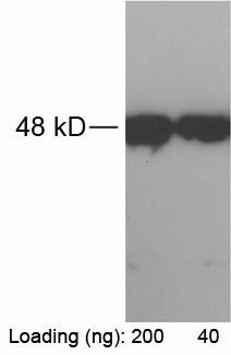 Rabbit Polyclonal Antibody to RFP-tag