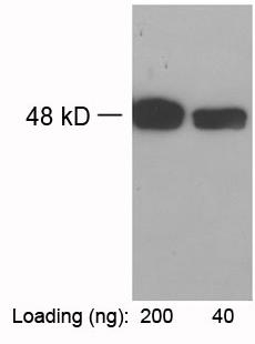 Rabbit Polyclonal Antibody to TAP-tag(Discontinued)