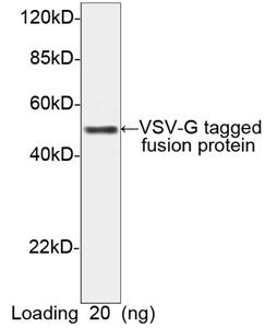 HRP conjugated Rabbit Polyclonal Antibody to VSV-G-tag(Discontinued)